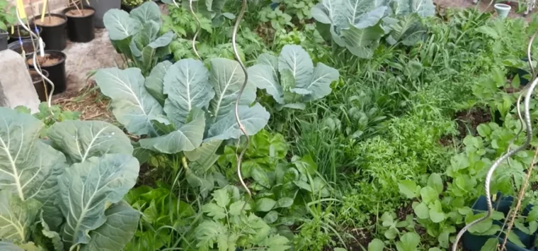 quoi planter a cote des tomates sous serre