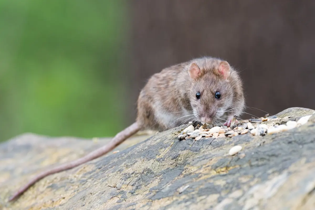 rat souris rongeur qui mange graines sur pierre jardin nature