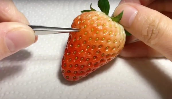 recolte graines fraises pinces a epiles doigts mains serviette