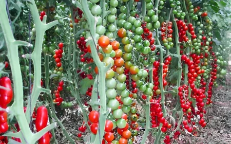 recolte surabondante de tomates cerises avec fruits rouges et vertes tuteurees par des treillis