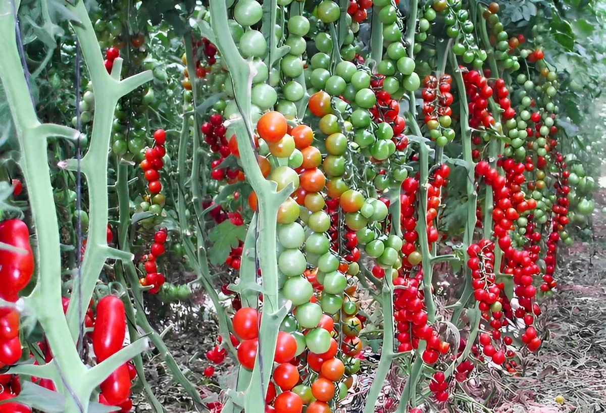 recolte surabondante de tomates cerises avec fruits rouges et vertes tuteurees par des treillis