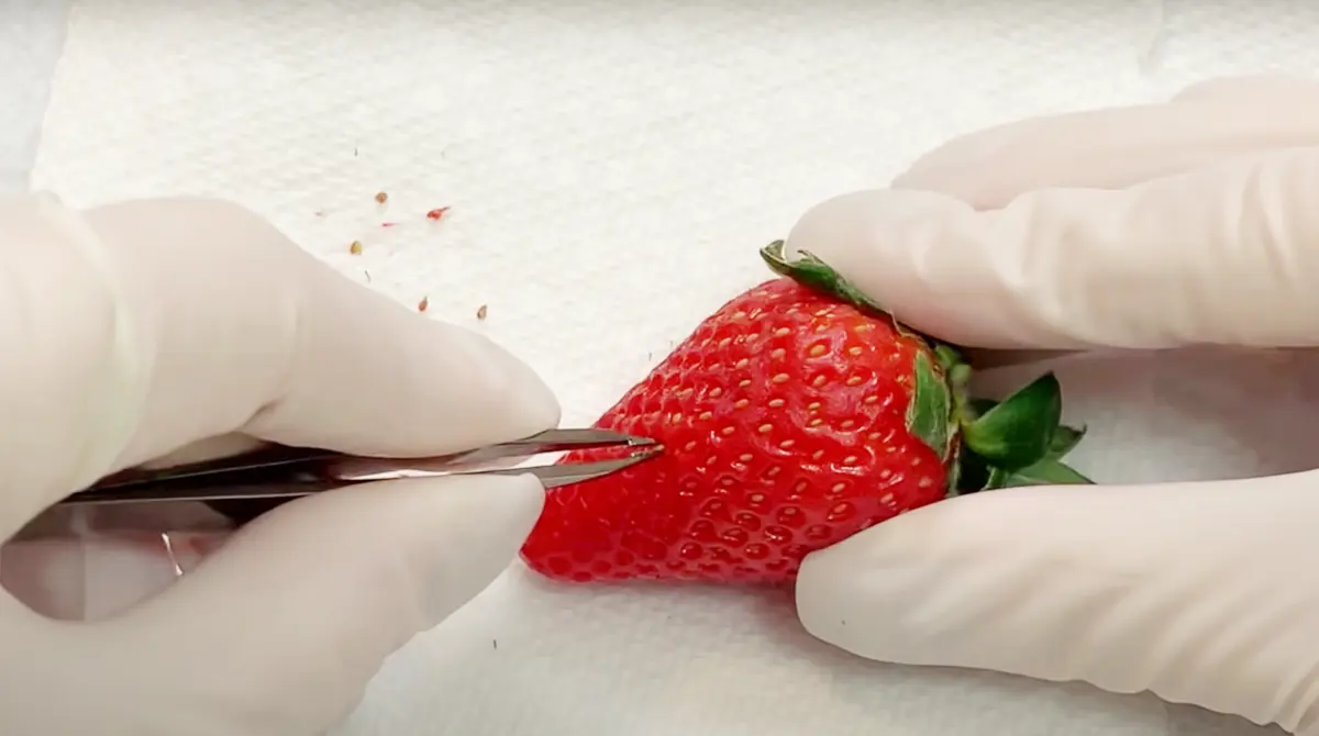 recolter des graines de fraises avec pinces a epilers gants protection serviette papier