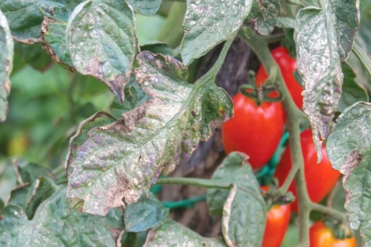 reconnaitre mildiou tomates feuilles aux taches brunes et tomates rouges