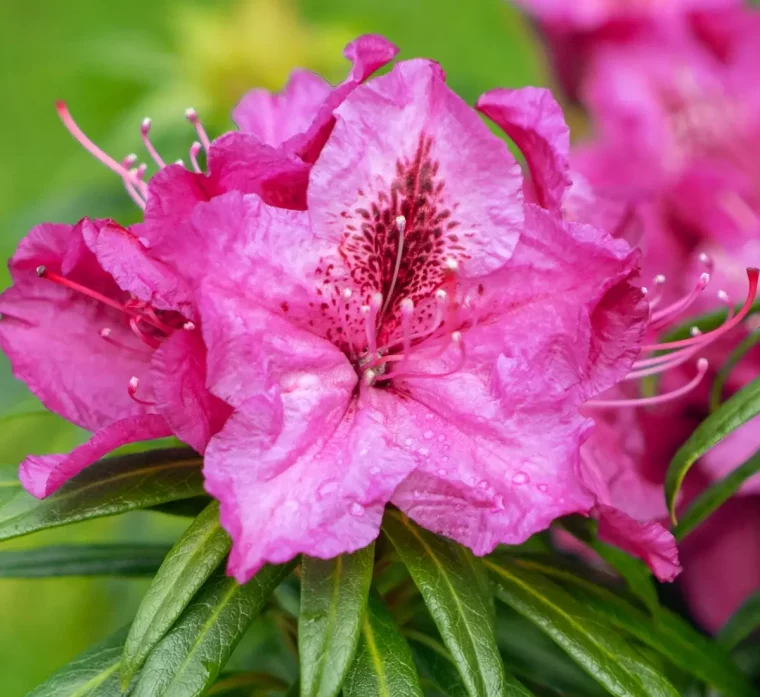 rhododendron arbuste a planter au mois de mai quel arbuste planter en mai