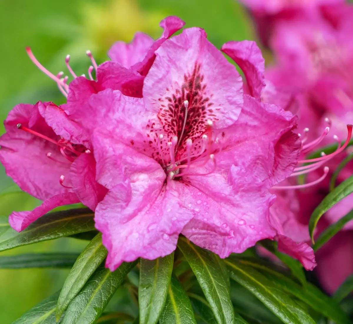 rhododendron arbuste a planter au mois de mai quel arbuste planter en mai