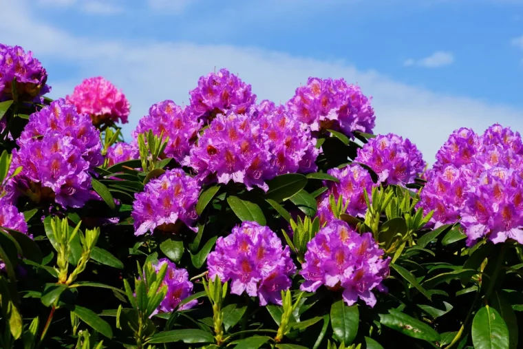 rhododendron en pleine floraison quels soins apporter