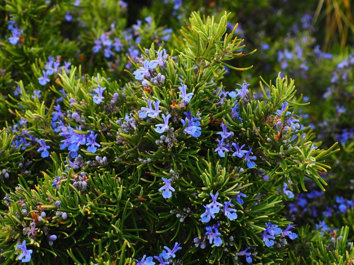 romarin avec des petites fleurs bleues
