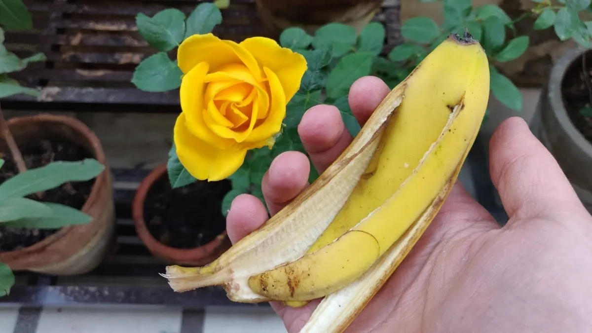 rose jaune arbrisseaux epines feuillage rosier en pot terre cuite main pelures banane