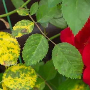 Traitement naturel du mildiou sur les rosiers : règles d'or pour une lutte écologique