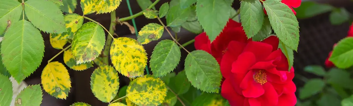 rosier atteint par le mildiou comment traiter naturellement ses rosiers