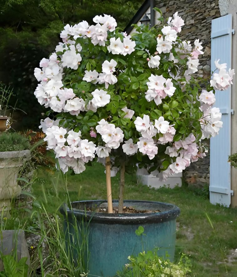 rosier blanc tige en pot dans un jardin soutenu par un tuteur en bamboo