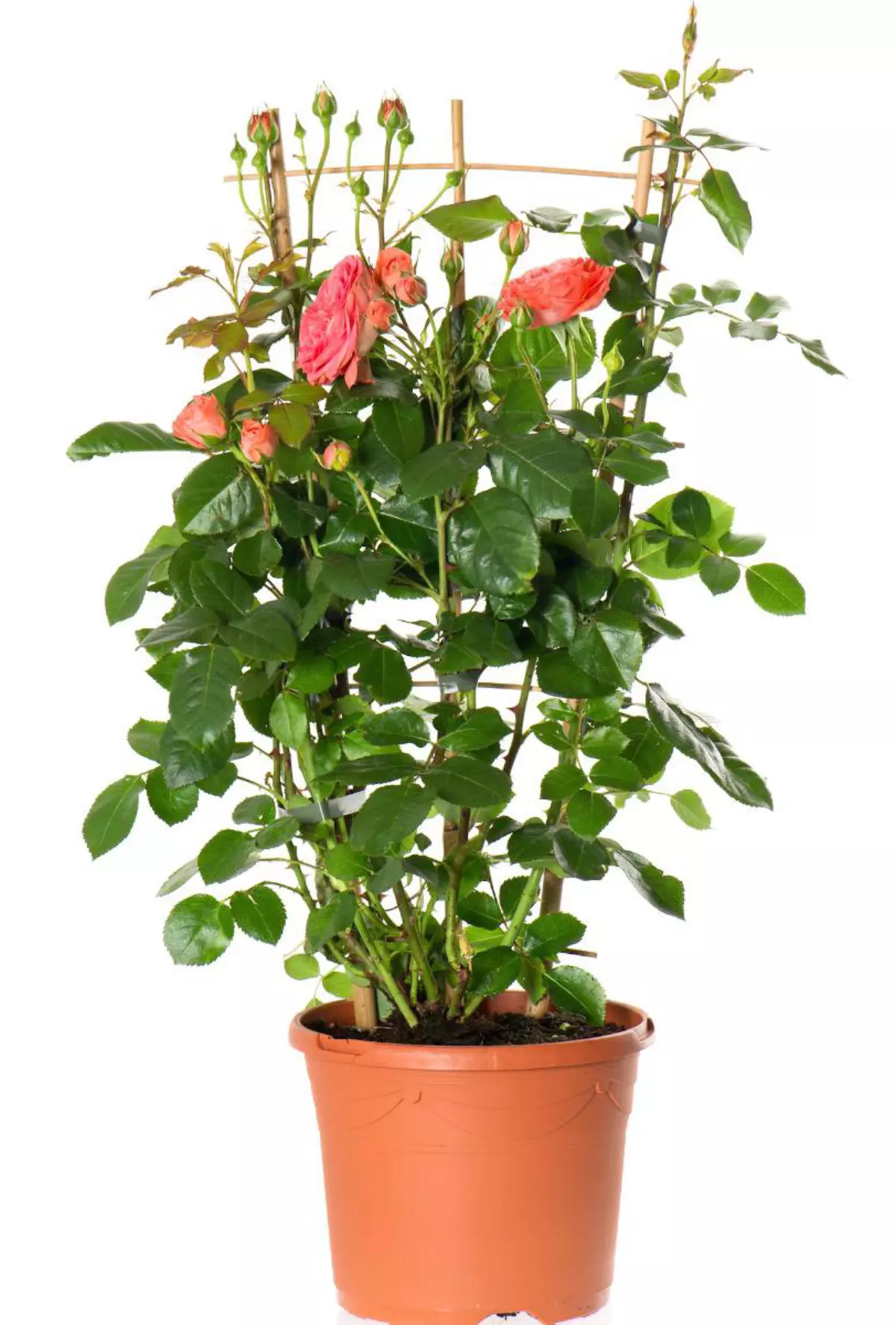 rosier rose en pot en plastique tuteure avec du bamboo