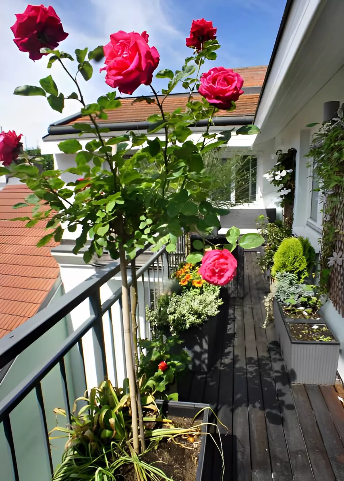 rosier rouge en pot sur un balcon tuteure avec une tige en bamboo
