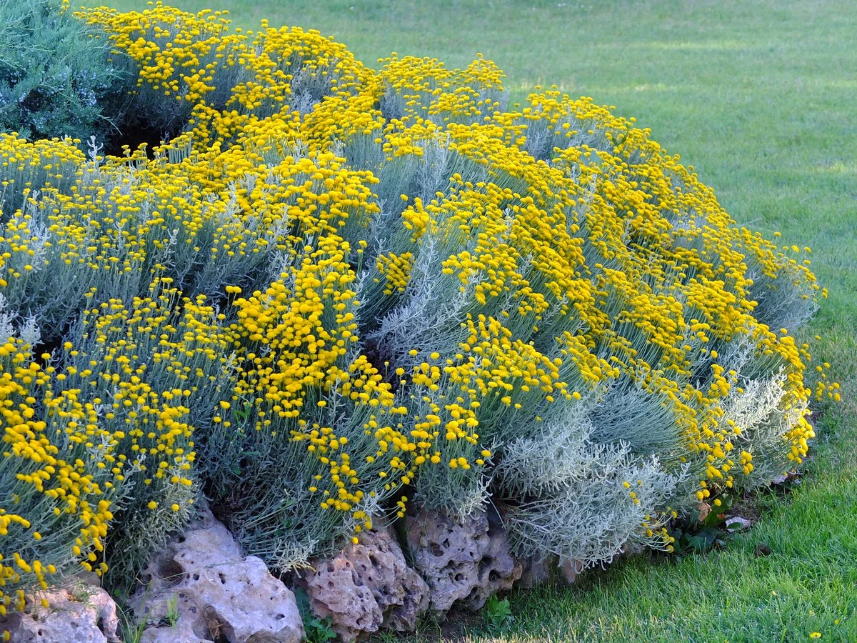 santolina arbustes pour sol caillouteux fleurs jaunes herbe rocher