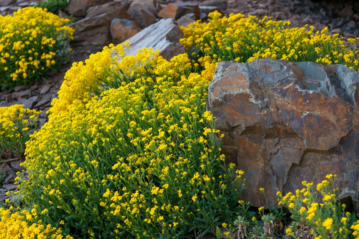 santolina fleurs jaunes rocher