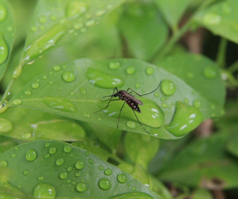 se débarrasser des moustiques humidité attire les moustiques