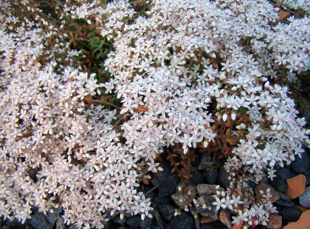 sedum album avec des fleurs blanches en surabondance