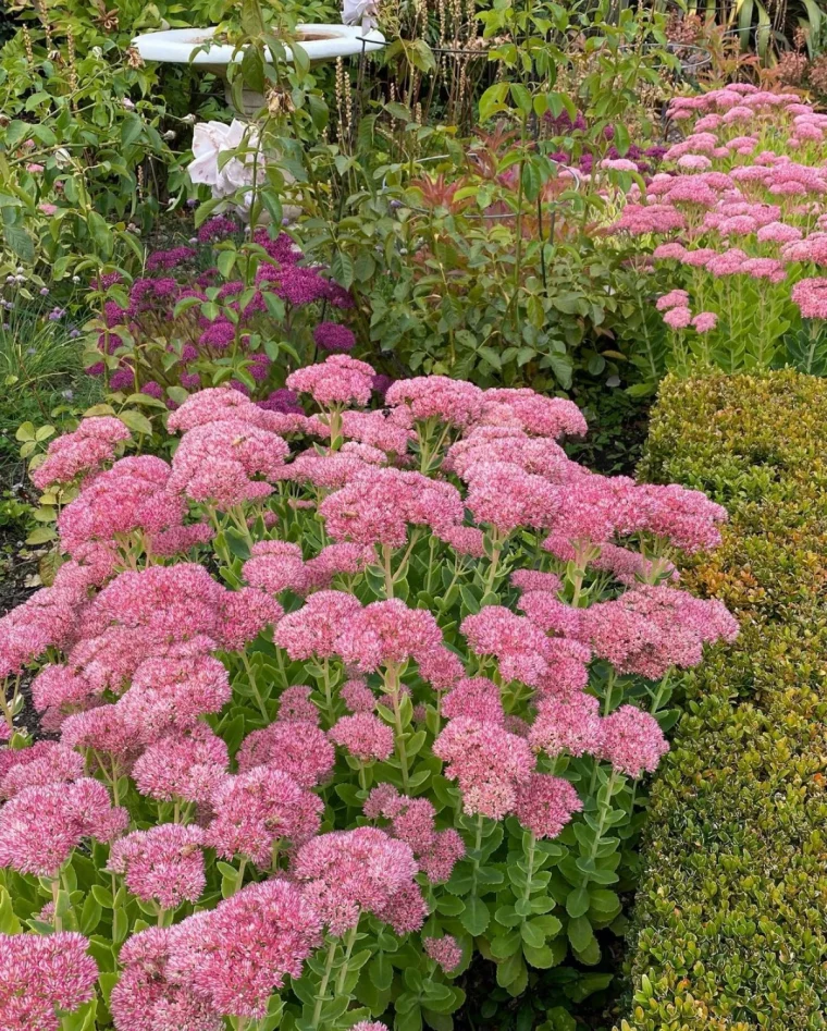 sedum fleurs roses jardin rocailles couvre so sans entretien