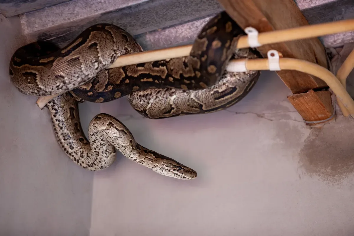 serpent entoure autour un tuyau ou se cachent les serpents dans une maison