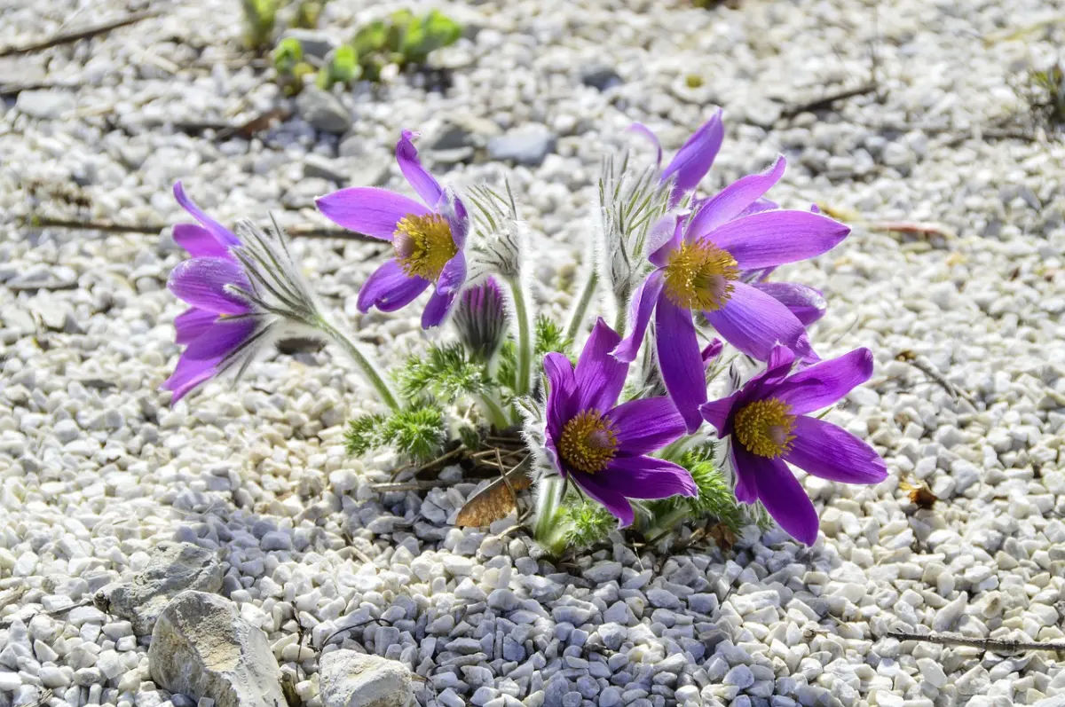 sol cailloux plante fleurie petales violettes feuillage vert anemone pulsatille