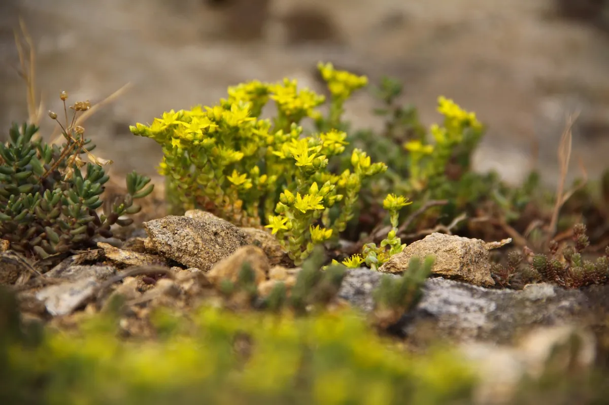 sol sedum caillouteux plante succulente secheresse exposition soleil fleurs jaunes