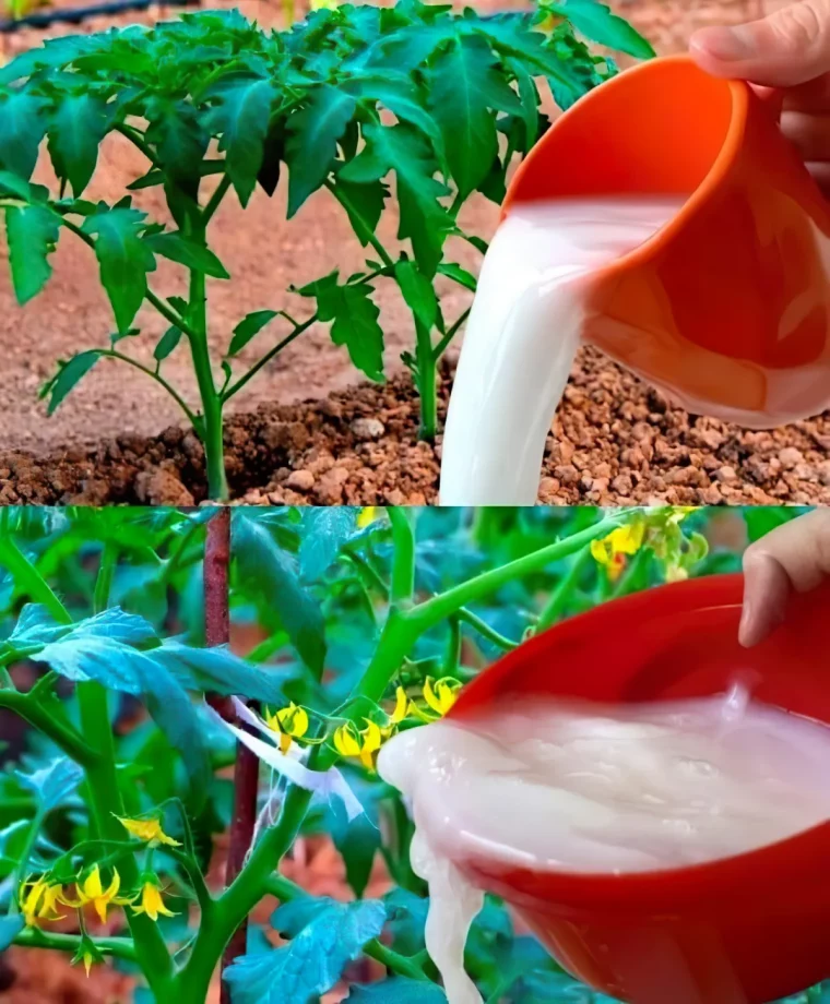 solution a faire soi meme pour lutter contre les maladies des tomates