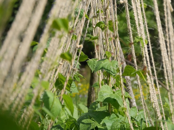 support corde haricots grimpants plantes feuillage potager culture soleil exposition