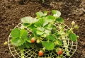 Comment protéger les fraises de toucher la terre et d’éviter la pourriture ? Idées de bricolage faciles pour une récolte généreuse