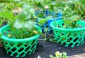 Comment protéger les fraises de toucher la terre et d’éviter la pourriture ? Idées de bricolage faciles pour une récolte généreuse