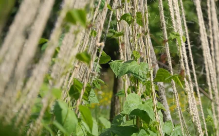 support haricots grimpants plantes feuillage potager culture soleil exposition