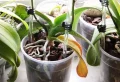Comment enlever les pucerons blancs sur mes orchidées ? Guide des solutions au problème