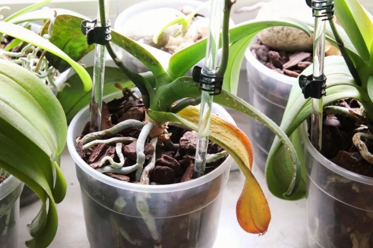 support orchidee pot transparent melange coupeaux coco plantes