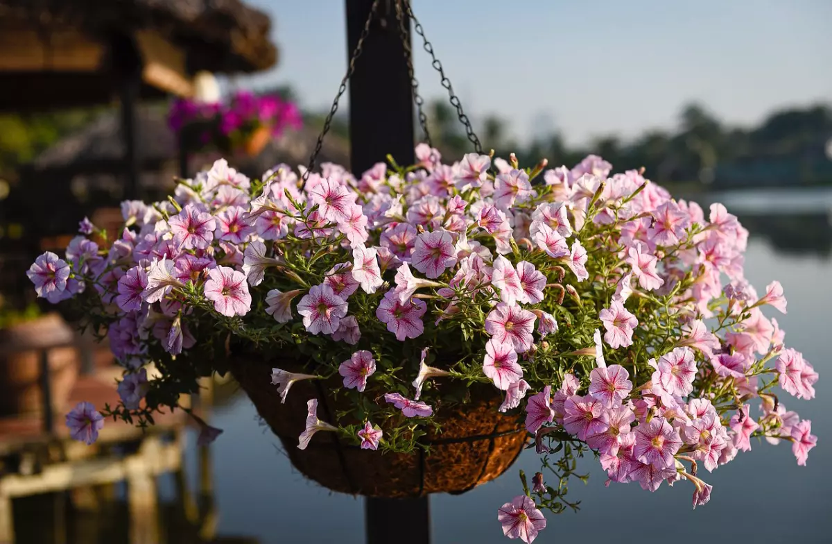 surfinia rose pale suspendu en pot avec une floraison abondante