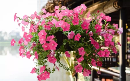 surfinia suspendu avec des fleurs roses