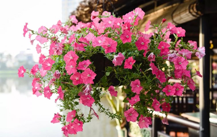 surfinia suspendu avec des fleurs roses