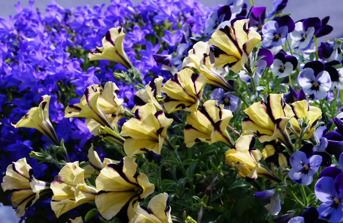surfinia varietes differentes couleurs jaune bleue violette