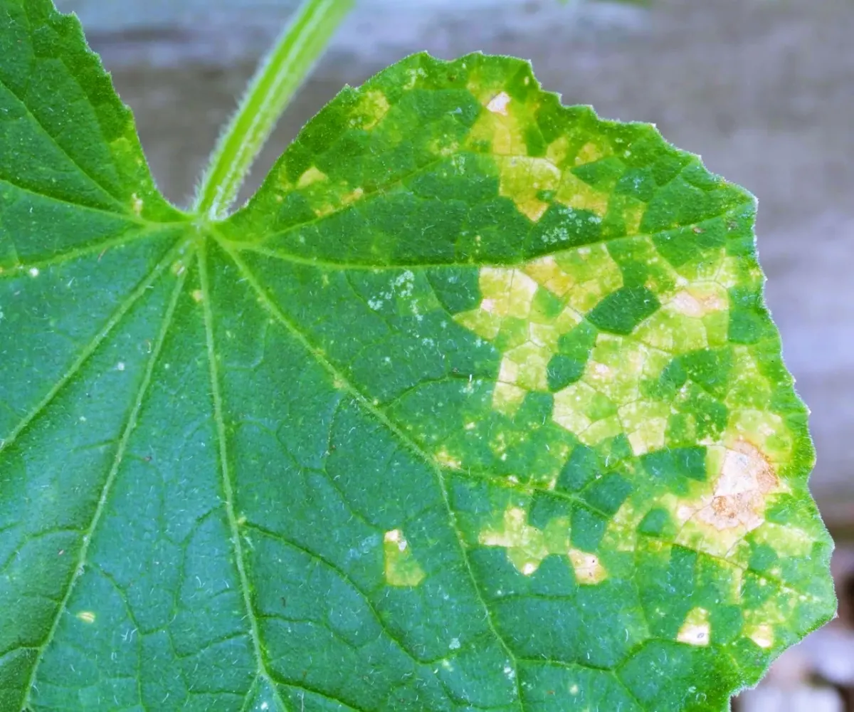 tache sur feuille verte de courgette virus mosaique tiges enlever feuillage