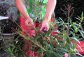 Quand couper les haricots des lauriers-roses et comment le faire correctement : les astuces !