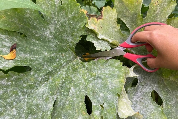 tailler les feuille de courgette ciseaux main jardinage