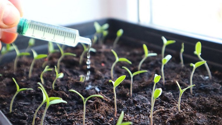 temps germination haricot blanc arrosage