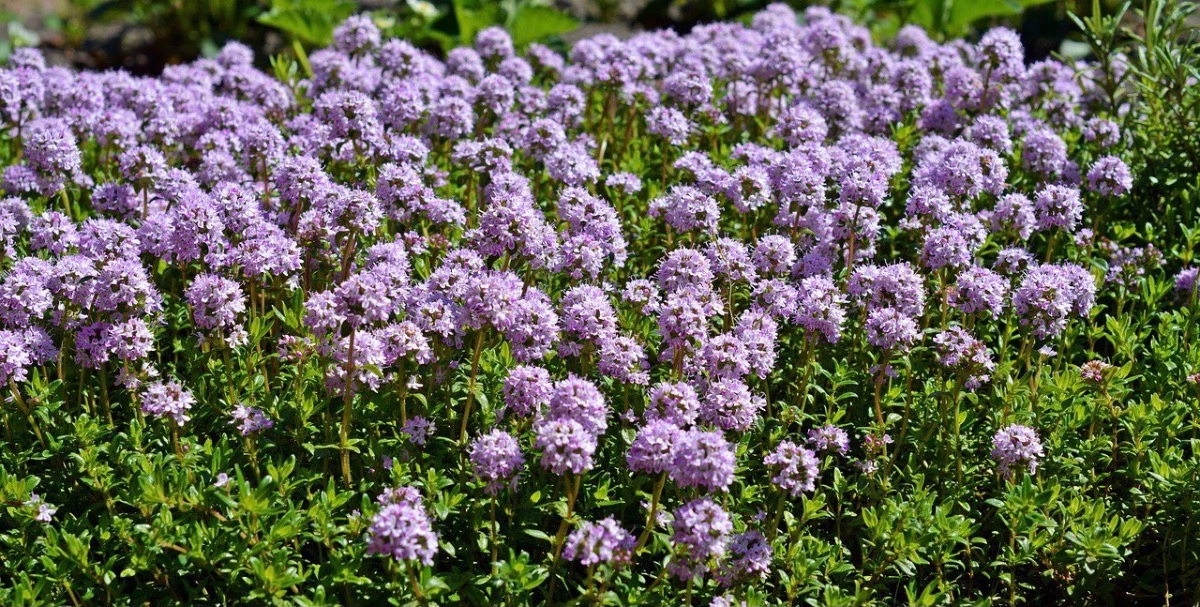 thym en pleine floraison couleur violette