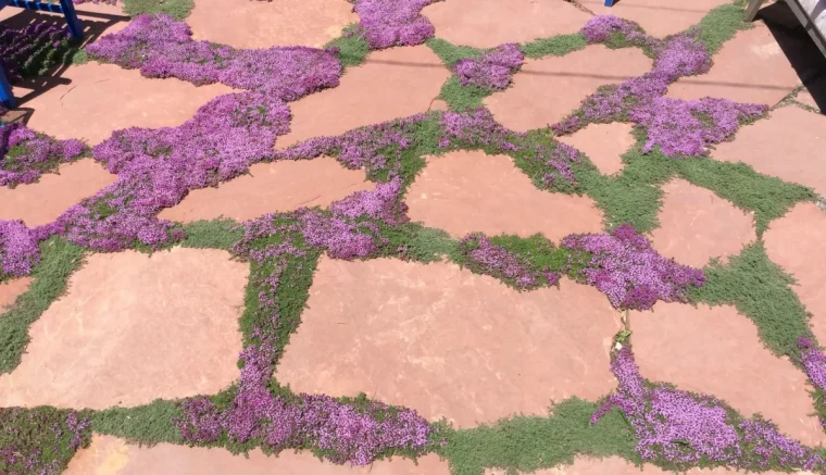 thyme fleurs violette espace entre dalles beton fissures vegetalisation
