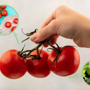 tomate grappe cerise comment faire pousser des tomates a la maison