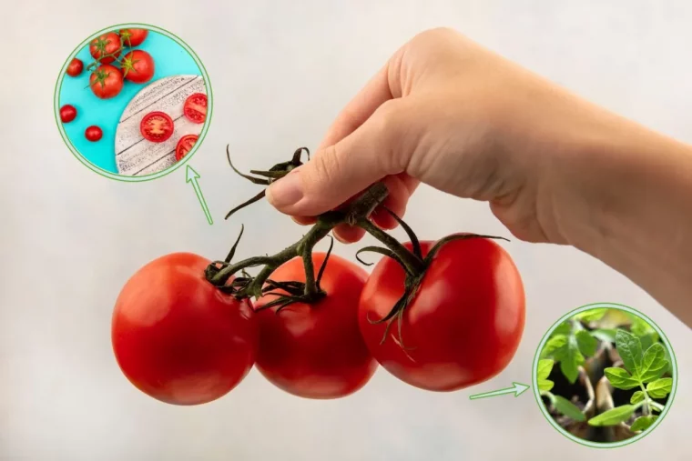 tomate grappe cerise comment faire pousser des tomates a la maison