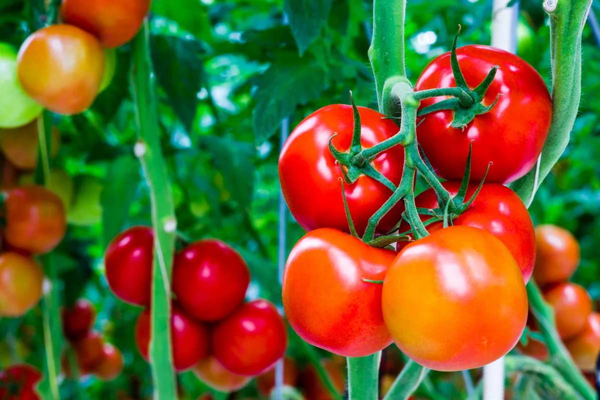 tomates en grappe poussant sur un pied comment bien desherber entre les plants de tomates