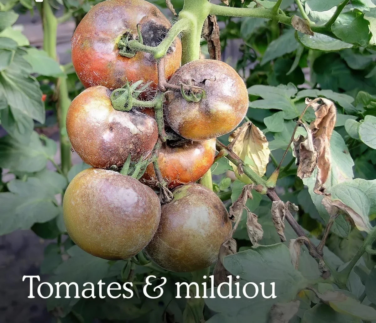 tomates et mildiou tout ce qu il faut savoir