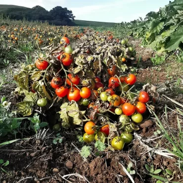 tomates etablies atteintes par le mildiou