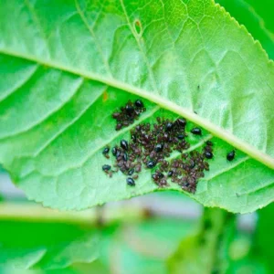 Traitement anti-puceron de cerisier naturel pour s’en débarrasser une fois pour toutes 