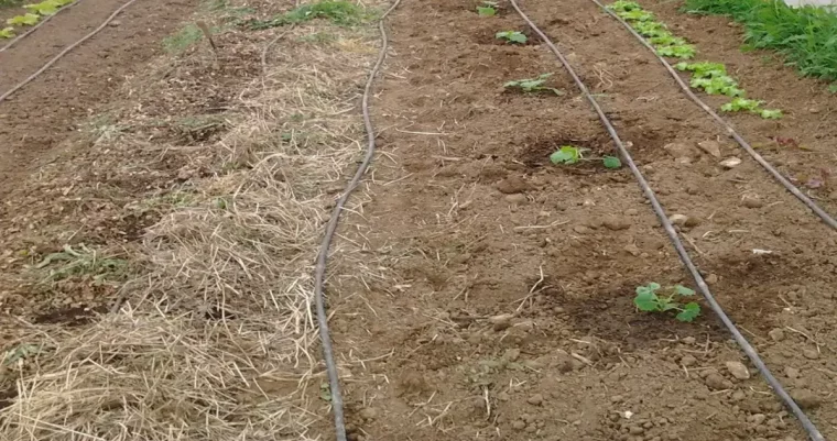 trous dans le sol pour planter comment planter laurier rose