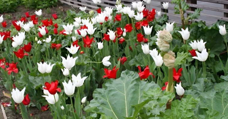 tulipes rouges et blanches dans un potager